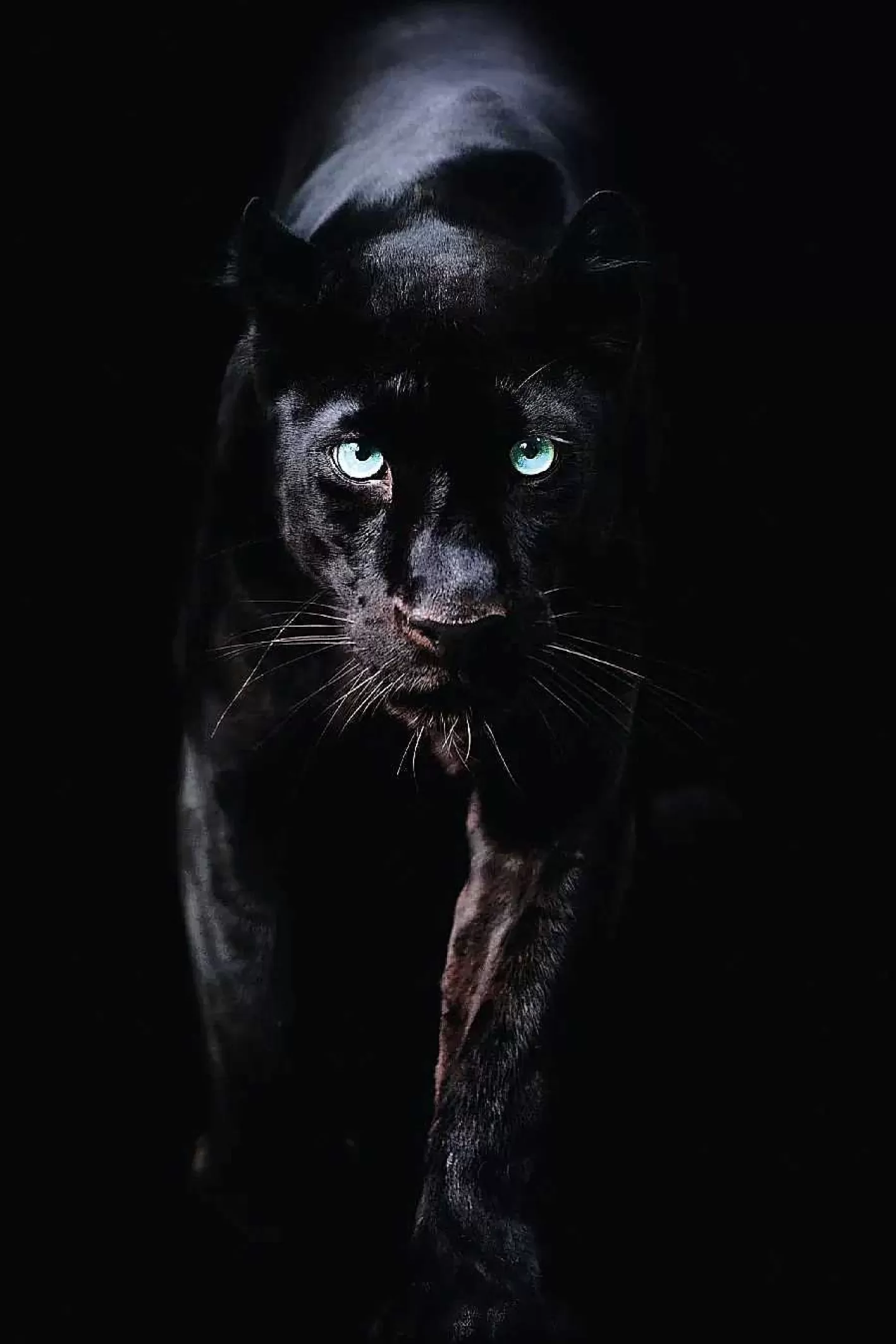 Nanu-Nana Poster Black Panther, Nr. 179< Kinderzimmer