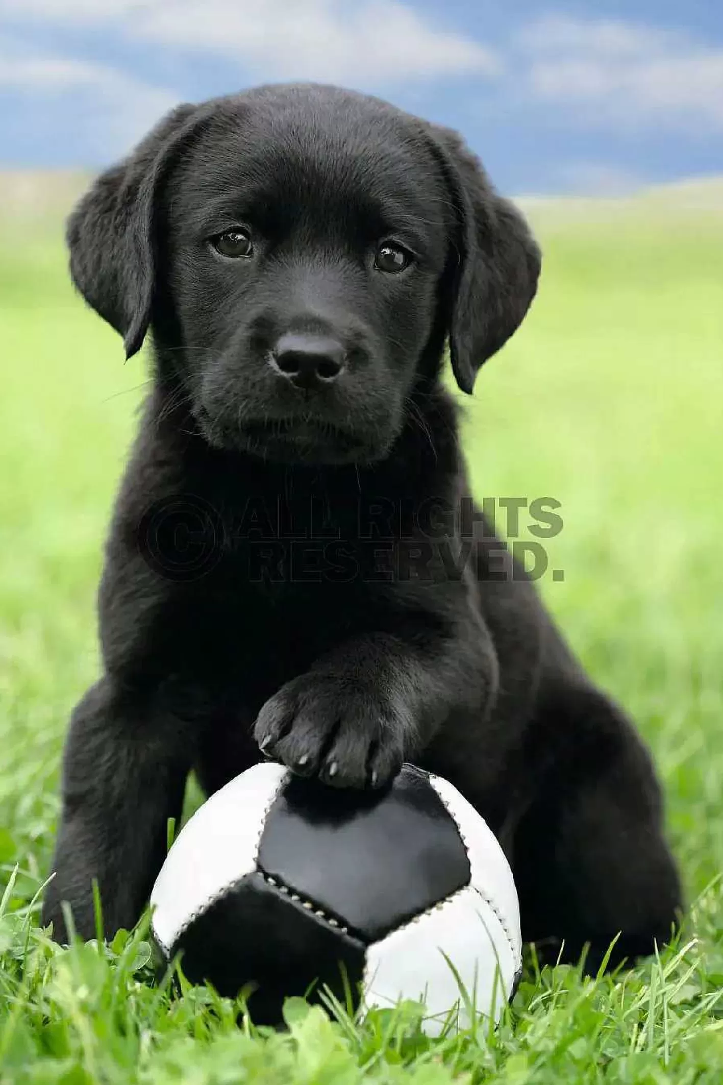 Nanu-Nana Poster Dog - Labrador Football, Nr. 65< Kinderzimmer