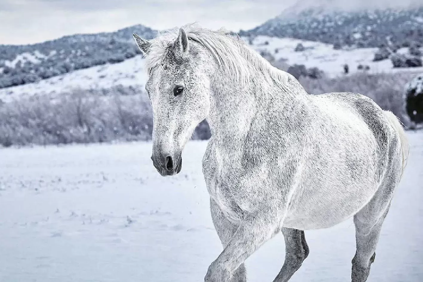 Nanu-Nana Poster White Horse In Snow, Nr. 169< Kinderzimmer